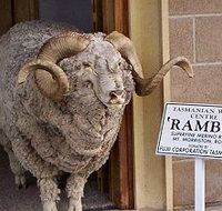 Tasmanian Wool Centre - St Kilda Accommodation