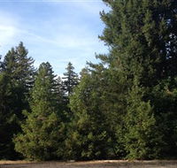 Pialligo Redwood Forest - St Kilda Accommodation