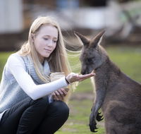 Bonorong Wildlife Sanctuary - St Kilda Accommodation
