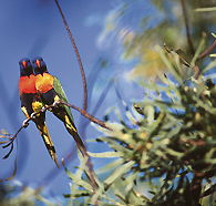 Wangi Falls Walk - St Kilda Accommodation