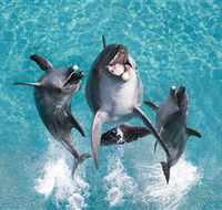 Sea World - St Kilda Accommodation