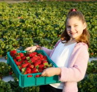Strawberry Fields - St Kilda Accommodation