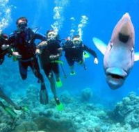 Jew Shoal Dive Site - St Kilda Accommodation