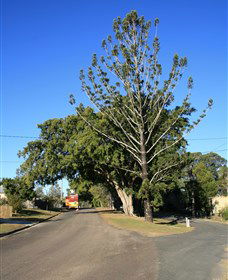 Anzac Avenue Memorial Trees, Beerburrum - St Kilda Accommodation 0