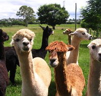 Banyandah Alpacas - St Kilda Accommodation