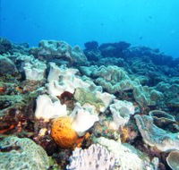 Mudjimba Old Woman Island Dive Site - St Kilda Accommodation