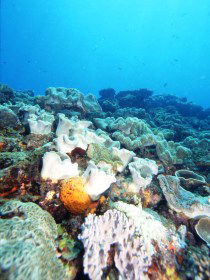 Mudjimba (Old Woman) Island Dive Site - St Kilda Accommodation 0