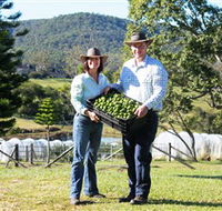 Hinterland Feijoas - St Kilda Accommodation