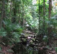 Mossman Gorge Rainforest Circuit Track Daintree National Park - St Kilda Accommodation