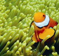Cobia Hole Dive Site - St Kilda Accommodation