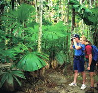Mount Sorrow Ridge Trail Daintree National Park - St Kilda Accommodation