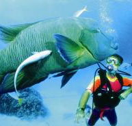 Turtle Bay Dive Site - St Kilda Accommodation