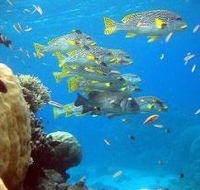 Coral Gardens Dive Site Flynn Reef - St Kilda Accommodation