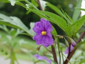 Alpha Native Flower Garden - St Kilda Accommodation 0