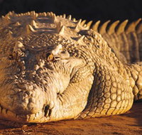 Koorana Crocodile Farm - St Kilda Accommodation
