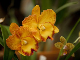 Queens Park - Orchid House - St Kilda Accommodation 0