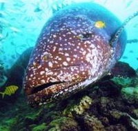 Lady Musgrave Island Dive Sites - St Kilda Accommodation