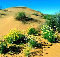 Simpson Desert National Park - St Kilda Accommodation