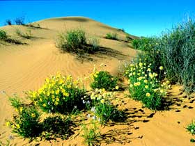 Simpson Desert National Park - St Kilda Accommodation 0