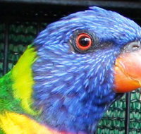 Fraser Coast Wildlife Sanctuary - St Kilda Accommodation