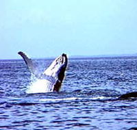 Whale Watching - St Kilda Accommodation