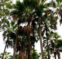 Palm Tree Creek - St Kilda Accommodation