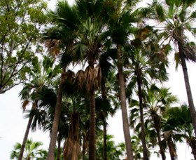 Palm Tree Creek - St Kilda Accommodation 0