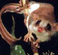 Carrowong Fauna Sanctuary - St Kilda Accommodation