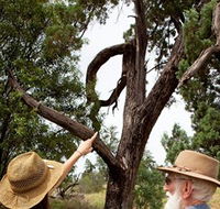 Charleville - Outback Native Timber Walk - St Kilda Accommodation