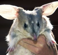 Charleville - Bilby Experience - St Kilda Accommodation