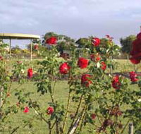 Elizabeth Park Rose Gardens - St Kilda Accommodation