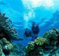 Coral Gardens Dive Site - St Kilda Accommodation