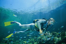 Manta Ray Bommie Dive Site - St Kilda Accommodation 0