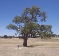 Historic Coolabah Tree - St Kilda Accommodation