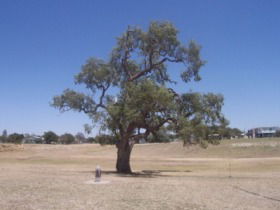 Historic Coolabah Tree - St Kilda Accommodation 0