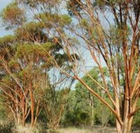 Myall Park Botanic Garden - St Kilda Accommodation