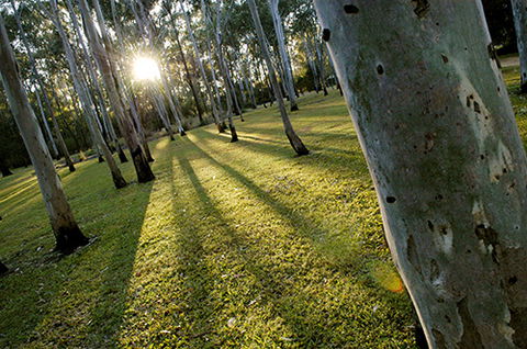 Tondoon Botanic Gardens - St Kilda Accommodation 0