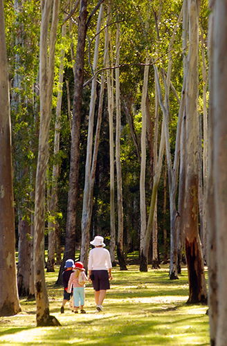 Tondoon Botanic Gardens - St Kilda Accommodation 3