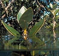 Jawbone Marine Sanctuary - St Kilda Accommodation