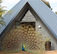 Halls Gap Zoo - St Kilda Accommodation