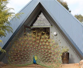 Halls Gap Zoo - St Kilda Accommodation 0