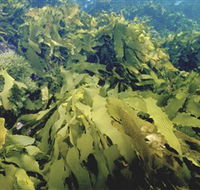 Barwon Bluff Marine Sanctuary - St Kilda Accommodation