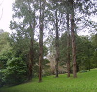 Mount Dandenong Arboretum - St Kilda Accommodation