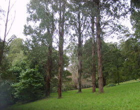 Mount Dandenong Arboretum - St Kilda Accommodation 0