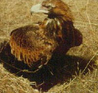 Long Forest Nature Conservation Reserve - St Kilda Accommodation