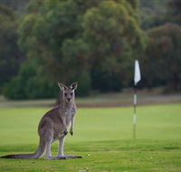 Anglesea Golf Club - St Kilda Accommodation