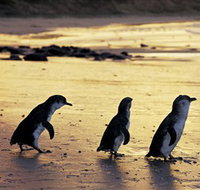 Phillip Island Nature Park