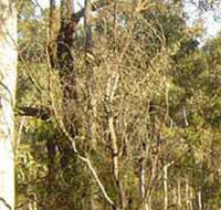 Warby-Ovens National Park - St Kilda Accommodation