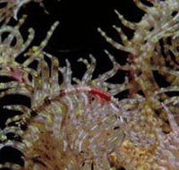 Point Danger Marine Sanctuary - St Kilda Accommodation