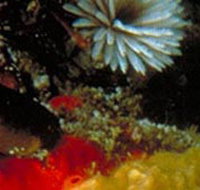 Point Cooke Marine Sanctuary - St Kilda Accommodation
